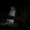 Klokanek Gaimarduv - Bettongia gaimardi - Eastern Bettong 6276